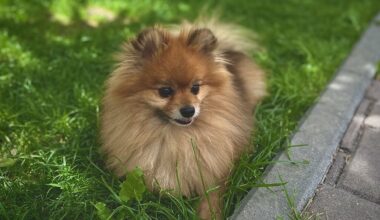 Rules for entering the Republic of Moldova with pets