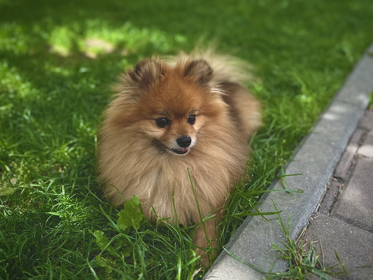 Rules for entering the Republic of Moldova with pets