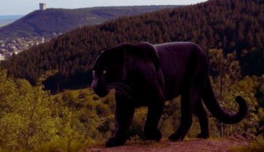 Bulgaria: Day 4 of Bulgaria’s Panther Hunt: Tensions Rise as Elusive Predator Evades Capture