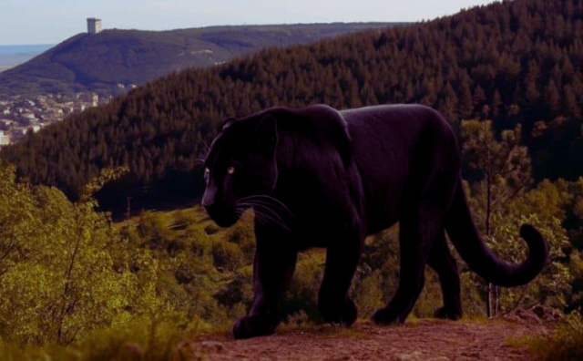 Bulgaria: Day 4 of Bulgaria’s Panther Hunt: Tensions Rise as Elusive Predator Evades Capture