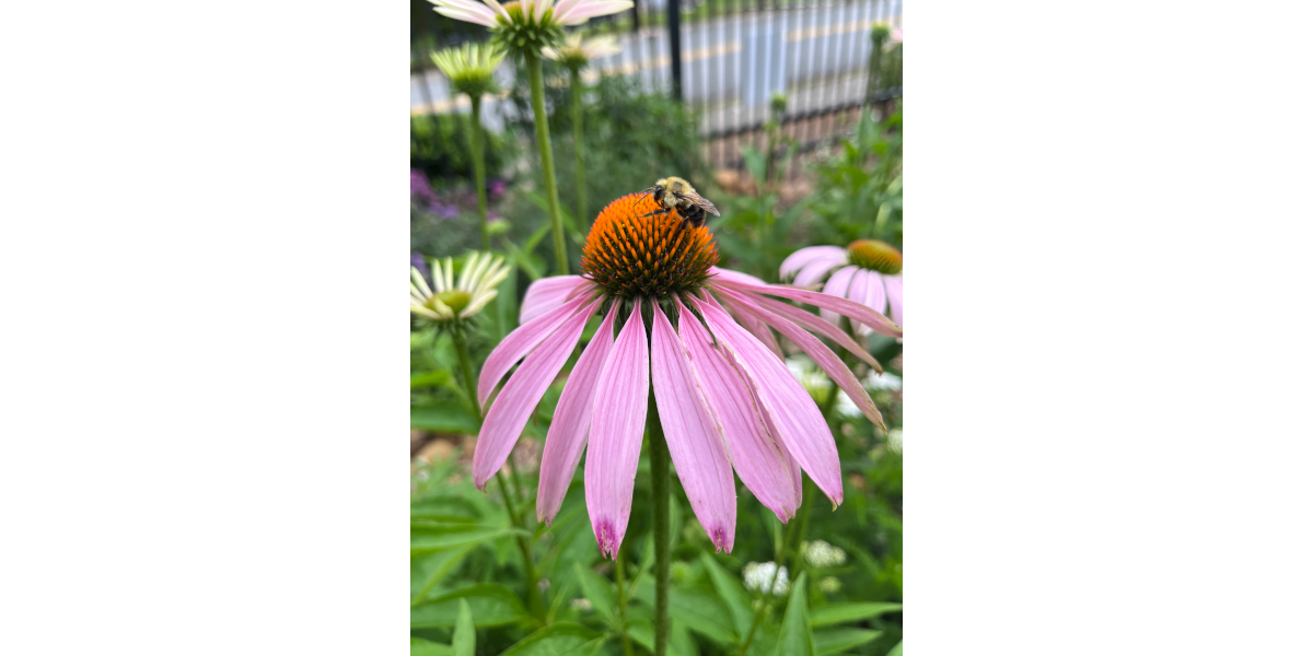 Keep Smyrna Beautiful Receives $2,500 Sandra Webb Legacy Grant to Improve Local Environment