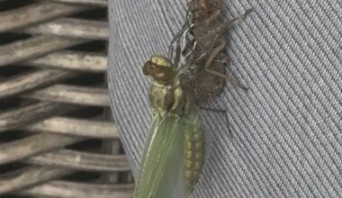 Weet iemand wat voor insecten dit zijn?