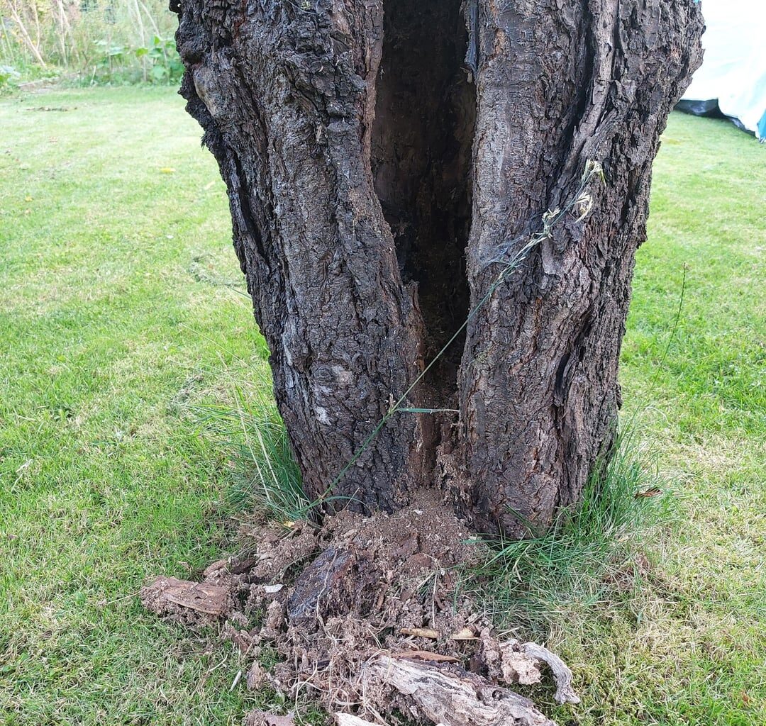 Ist mein Kirschbaum noch zu retten?