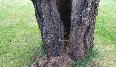 Ist mein Kirschbaum noch zu retten?
