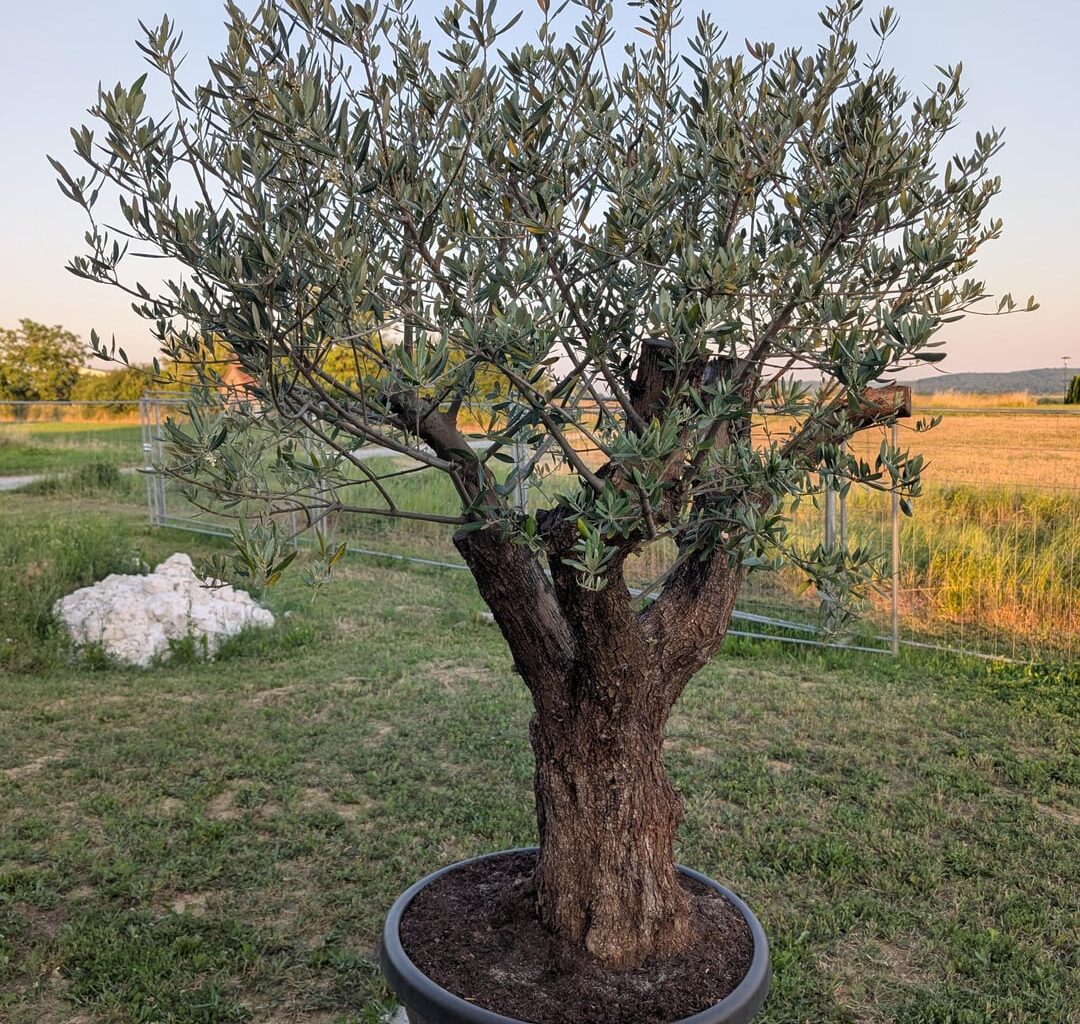Was hat mein Olivenbaum?