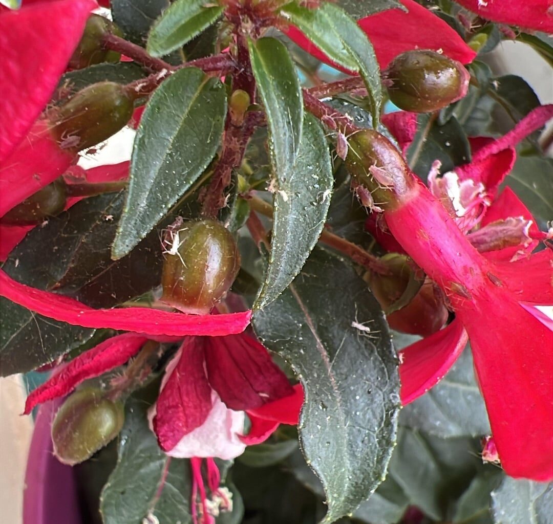 Welche Schädlinge sind das?