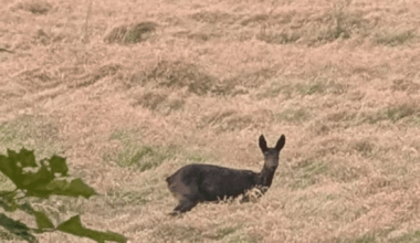 Schwarzes Reh (Melanismus)
