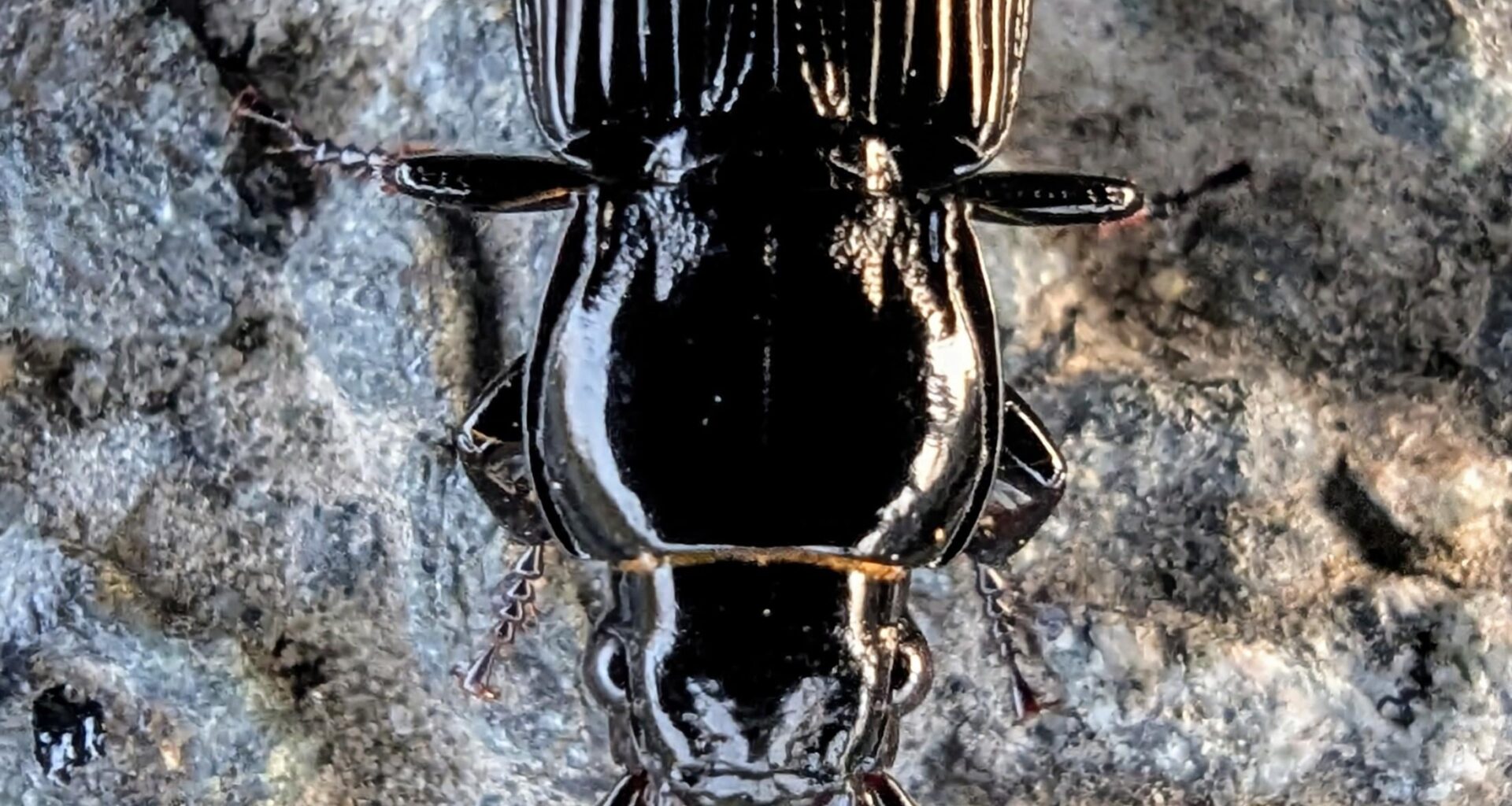 Gewöhnlicher Grabläufer