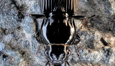 Gewöhnlicher Grabläufer