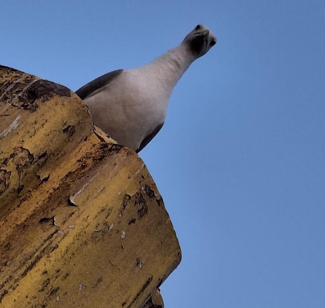 Möwe guckt von oben auf mich herab.