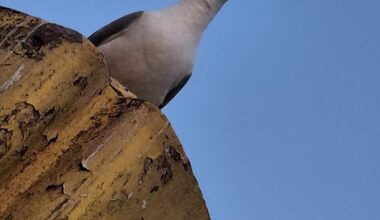 Möwe guckt von oben auf mich herab.
