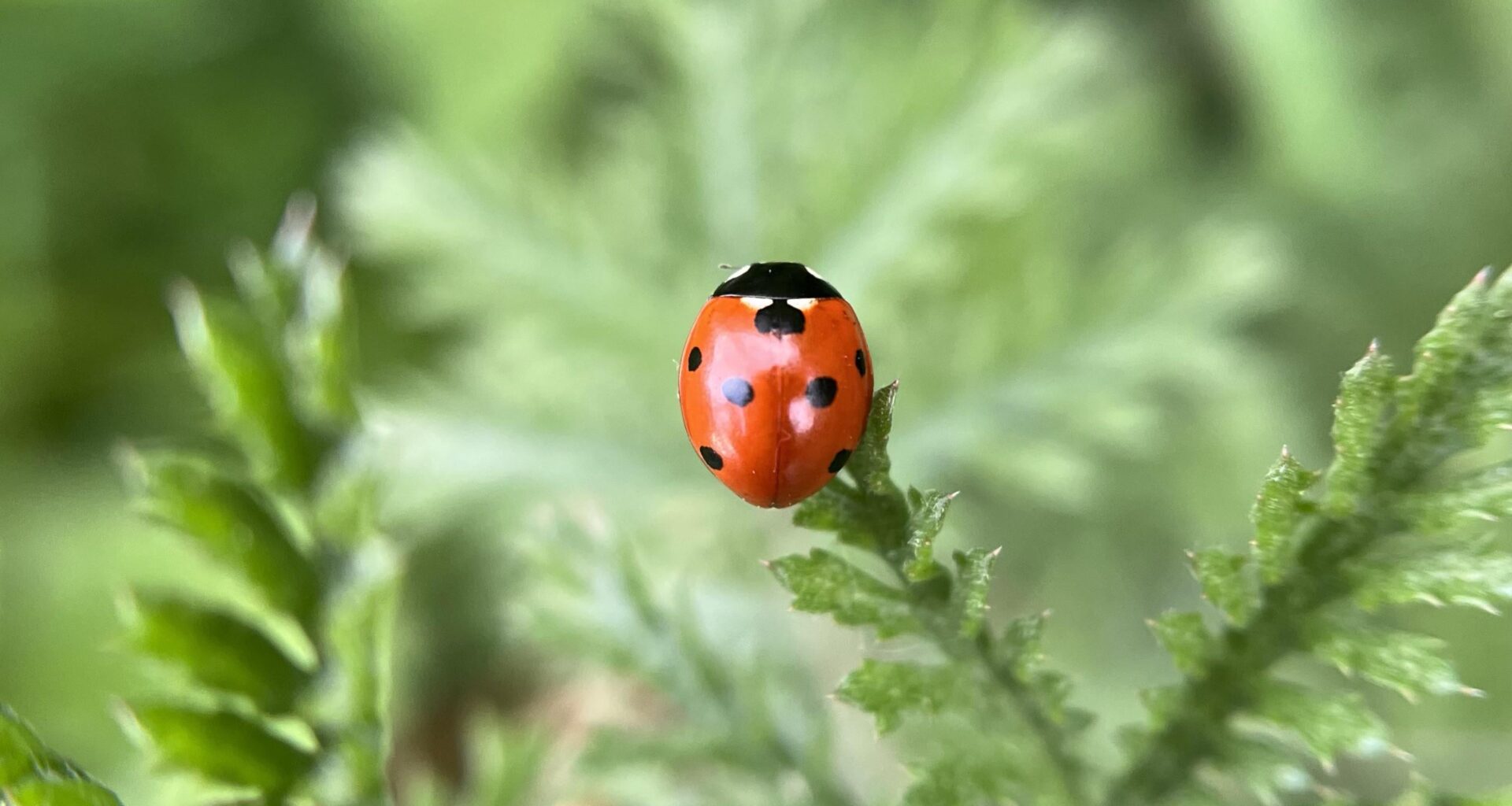 Marienkäfer im Garten