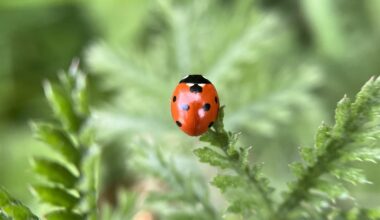 Marienkäfer im Garten