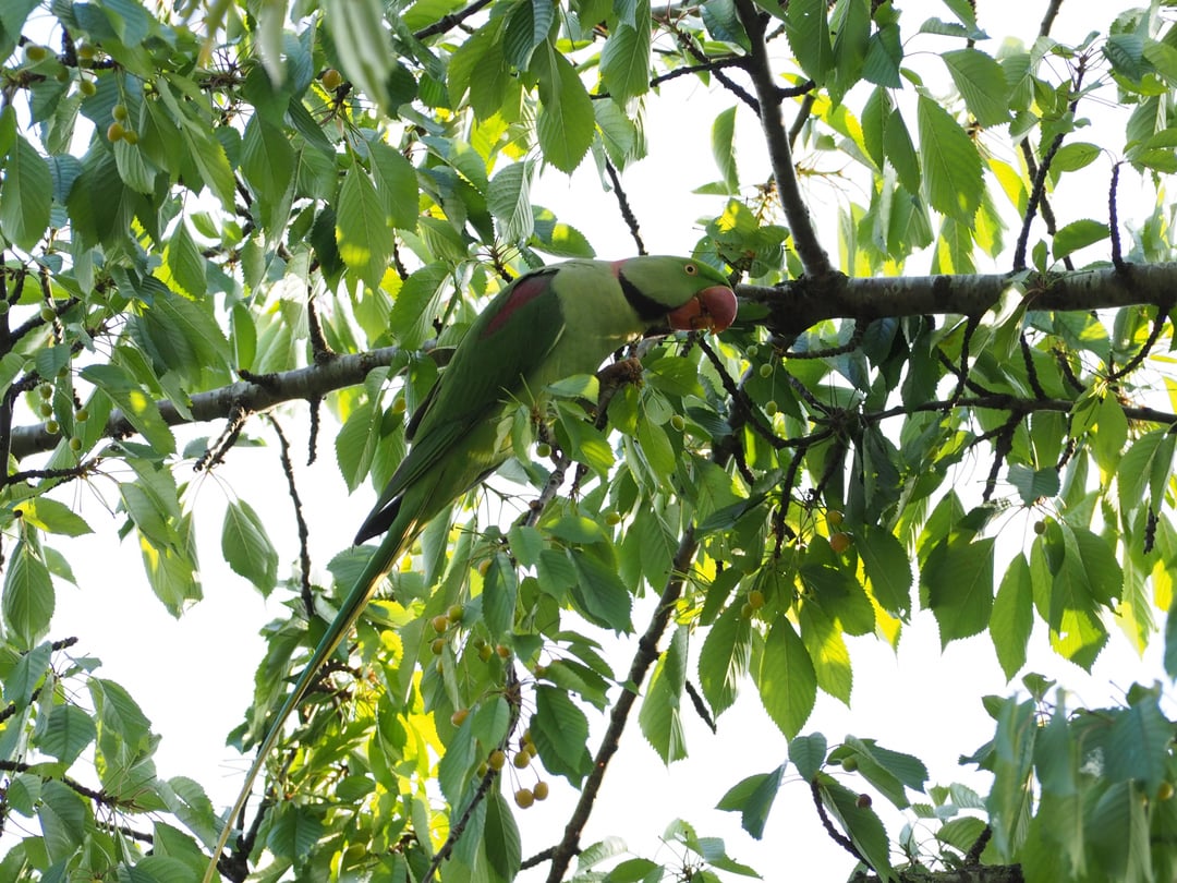 Alexandrine parrots observed in Amsterdam