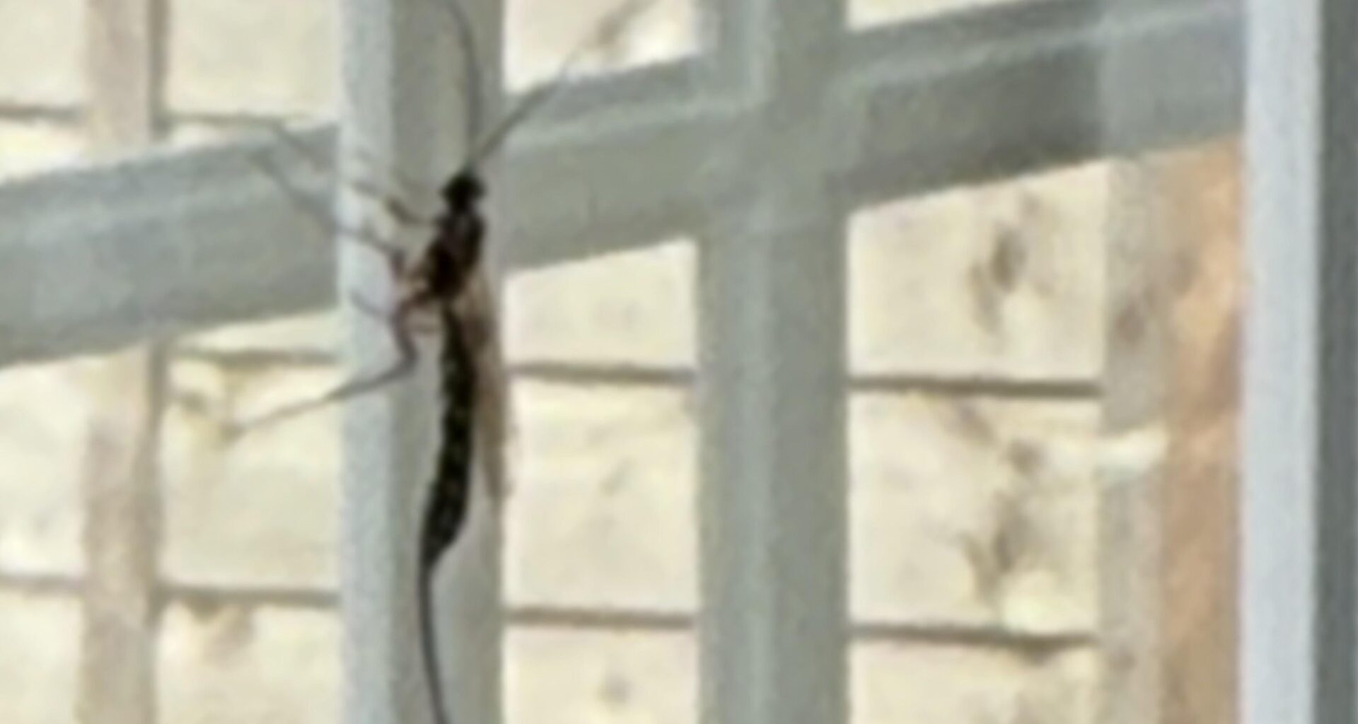 This terrifying alien looking thing just joined me in my living room for the past 15 mins. I didn’t know Guildford was in Australia…?