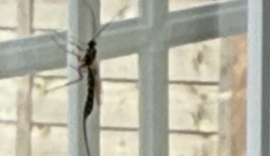 This terrifying alien looking thing just joined me in my living room for the past 15 mins. I didn’t know Guildford was in Australia…?