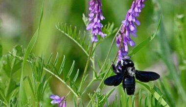 Back from extinction: rare sighting of black bee made in Polish national park
