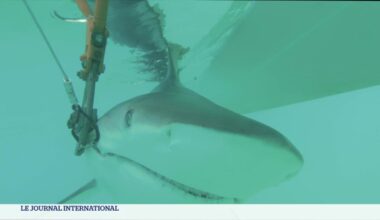 Brésil : des requins sous antidépresseurs, anxiolytiques ou cocaïne