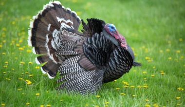 Public asked to report turkey sightings | News, Sports, Jobs