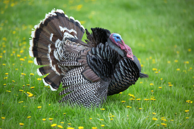 Public asked to report turkey sightings | News, Sports, Jobs