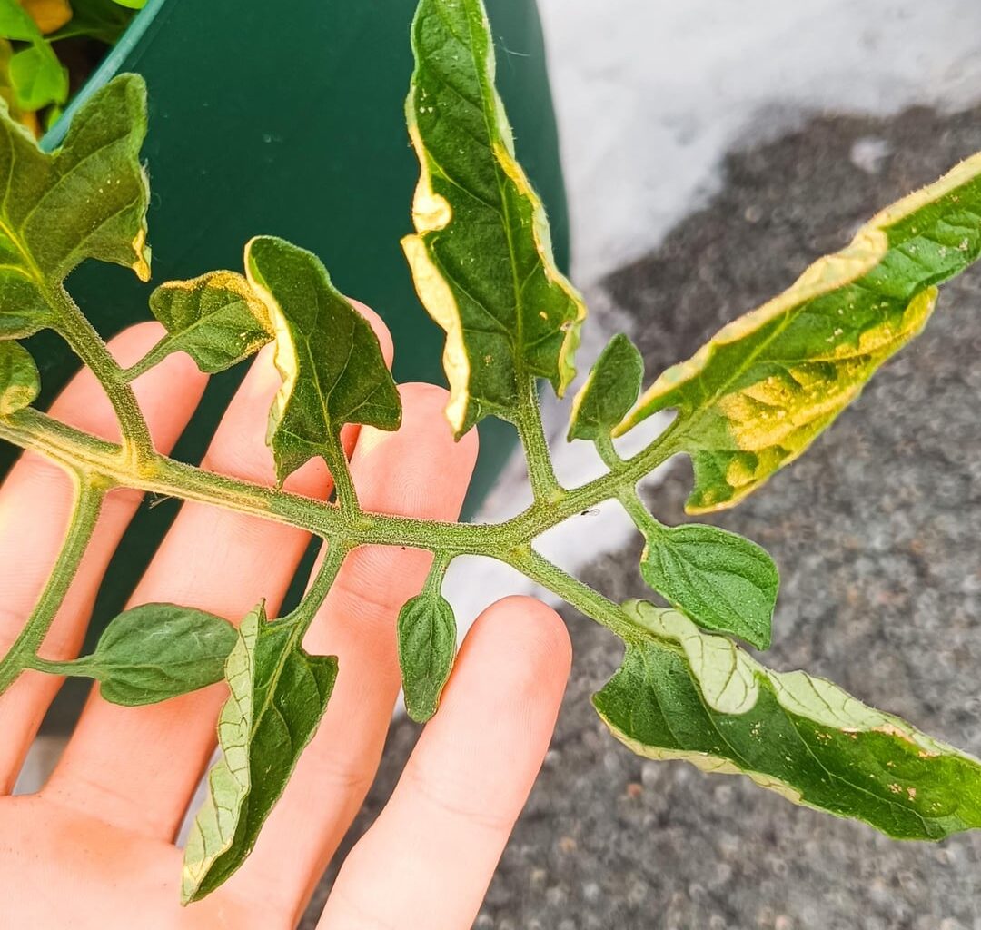 Meine Tomatenpflanze stellt ihre Blätter hoch