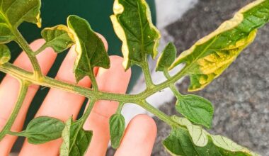 Meine Tomatenpflanze stellt ihre Blätter hoch