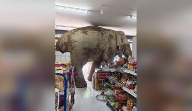 Have You Seen This? Hungry wild elephant raids grocery store for snacks