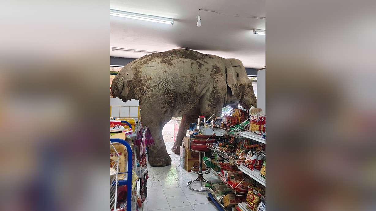 Have You Seen This? Hungry wild elephant raids grocery store for snacks