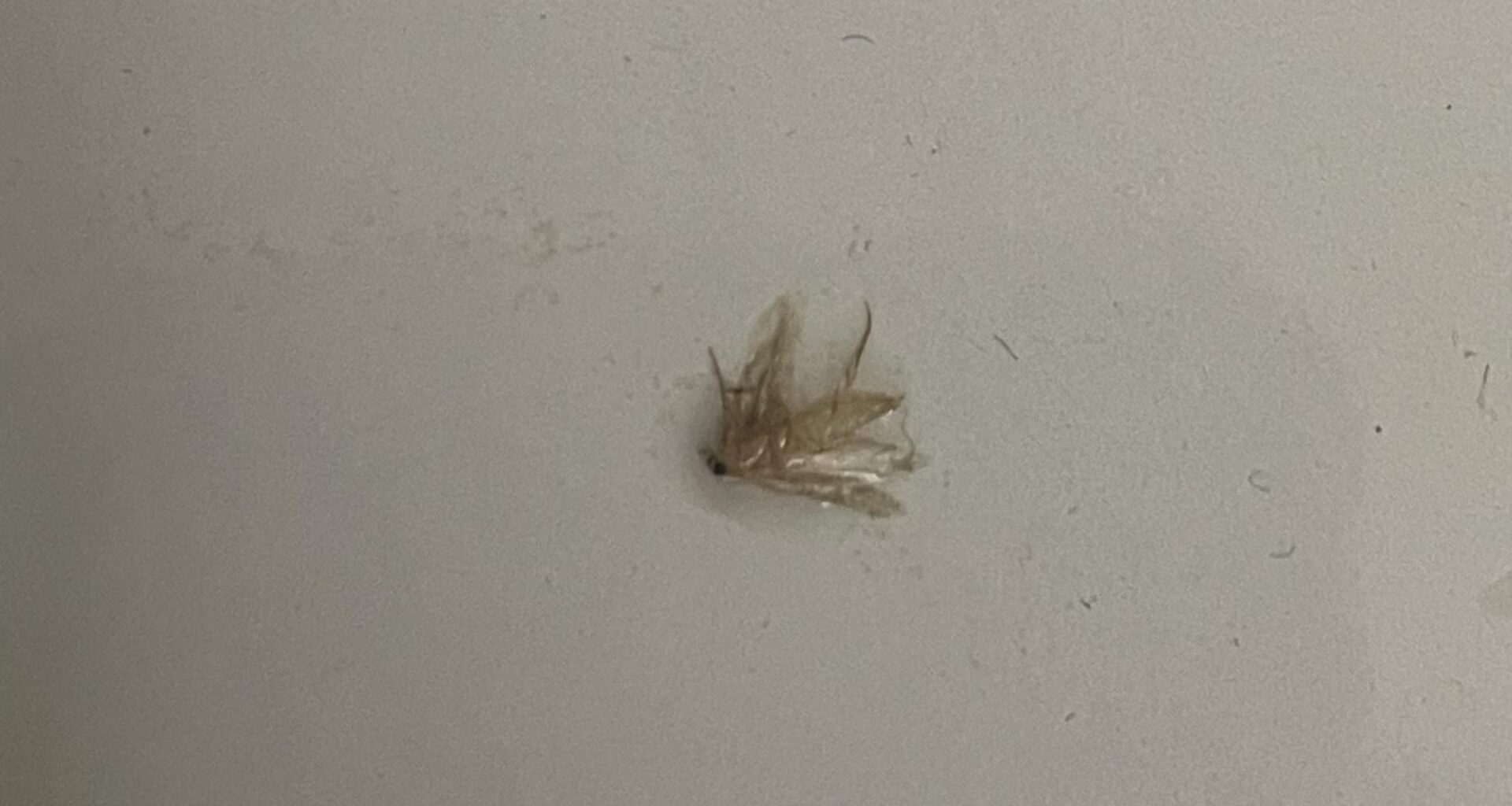 Swarmed by insects while swimming in the Rhine
