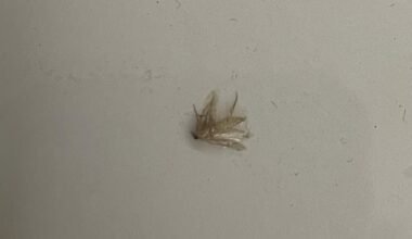Swarmed by insects while swimming in the Rhine