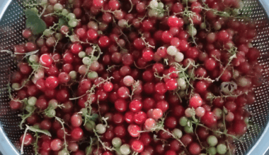 Johannisbeeren 😋