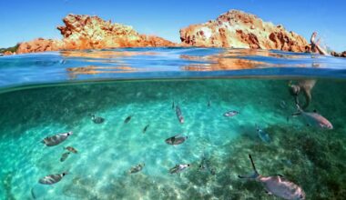 Commission adopts Ocean Pact to protect marine life and strengthen blue economy