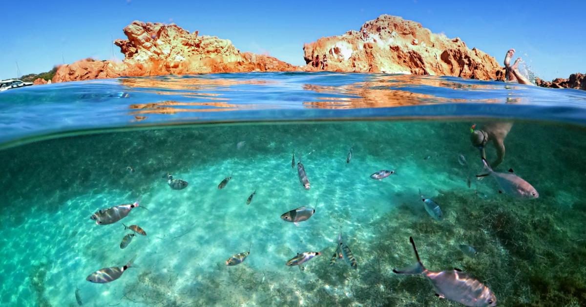 Commission adopts Ocean Pact to protect marine life and strengthen blue economy
