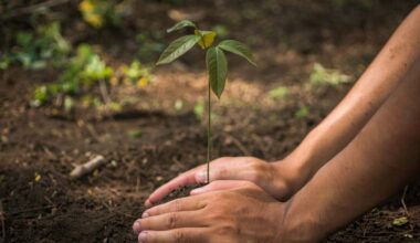 The Marianas Joins Global Trend: MVA Urges Tree Planting To Boost Sustainable Tourism To Join Countries Like Costa Rica, New Zealand, and Iceland