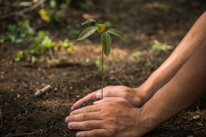 The Marianas Joins Global Trend: MVA Urges Tree Planting To Boost Sustainable Tourism To Join Countries Like Costa Rica, New Zealand, and Iceland