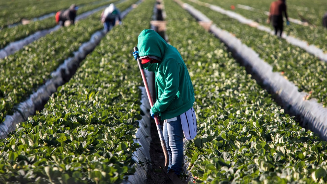 'Who's Running the White House?' Trump Brings Back ICE Raids on Farms, Restaurants – GV Wire