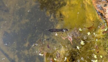 Wie Gartenteich putzen ohne Tiere zu beschädigen?