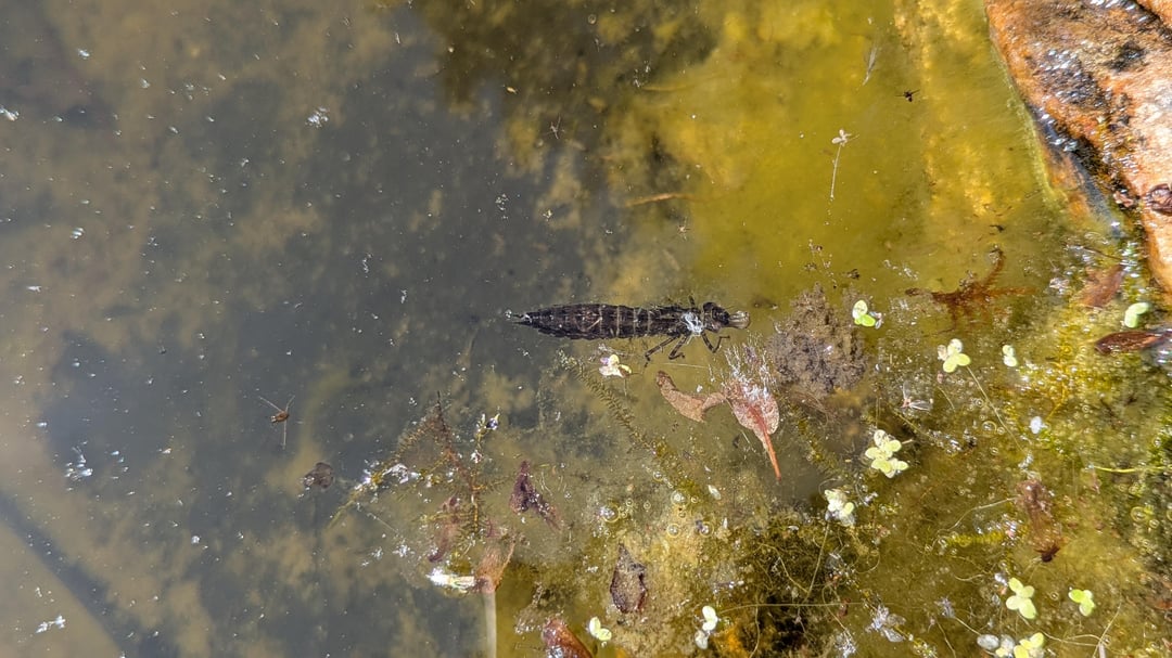 Wie Gartenteich putzen ohne Tiere zu beschädigen?
