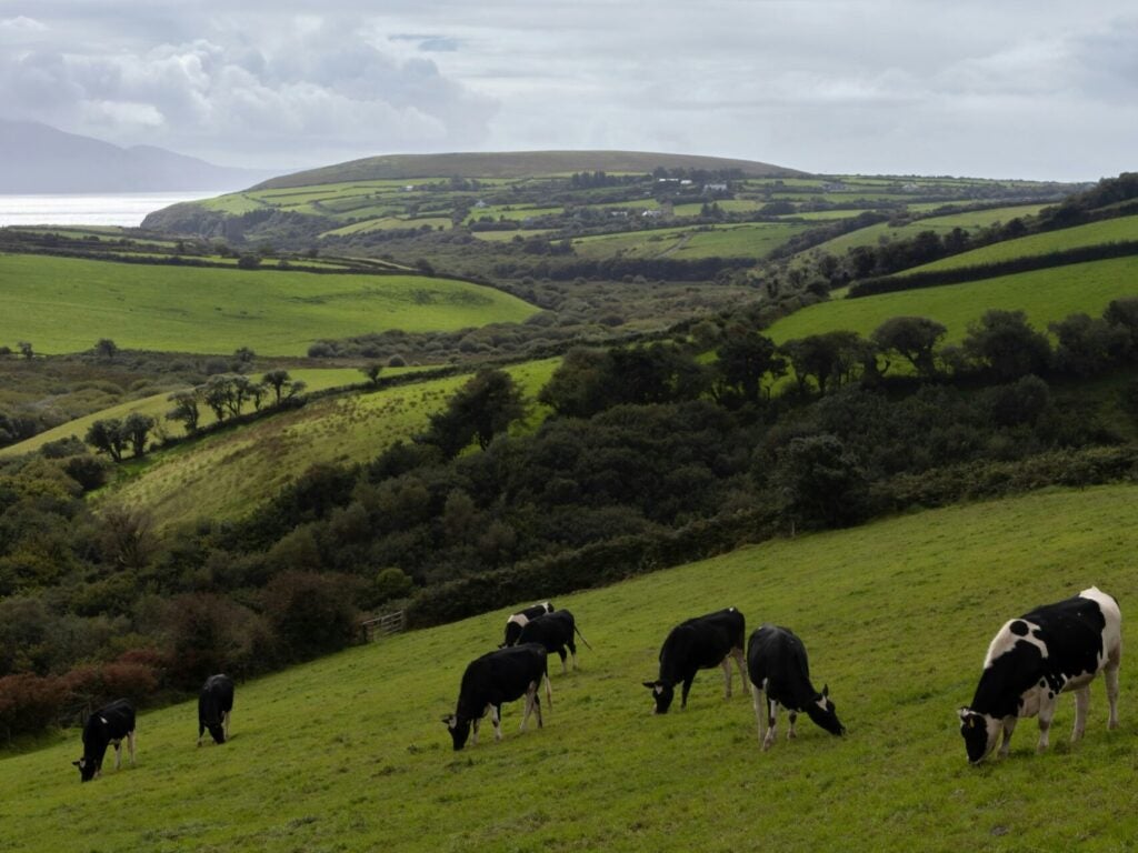 Black and white cows graze along a coastal hillside in Ireland.