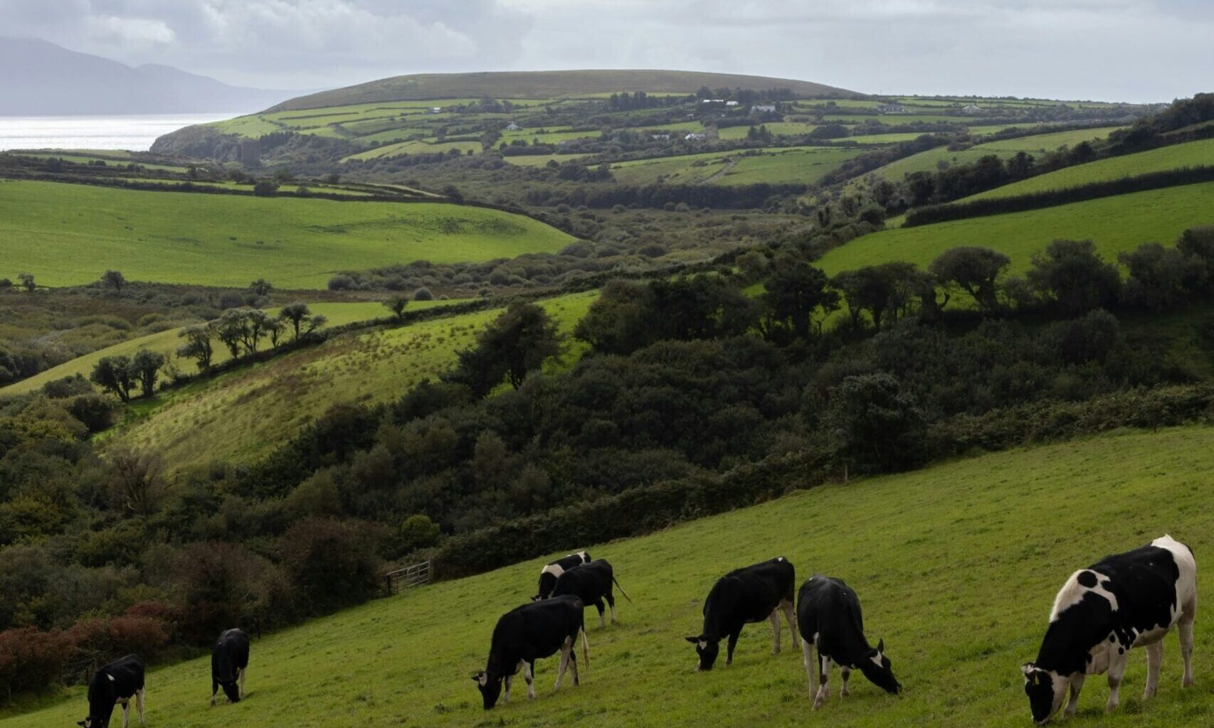 A new normal for Irish dairy: Pioneering sustainable change for Ireland’s climate future