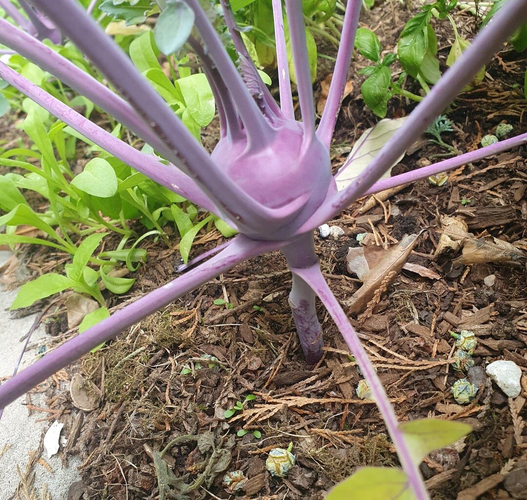Jemand eine Ahnung wieso meine Kohlrabi auf "Stelzen" wächst?
