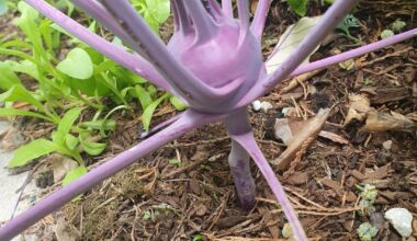 Jemand eine Ahnung wieso meine Kohlrabi auf "Stelzen" wächst?