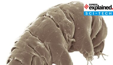 tardigrades