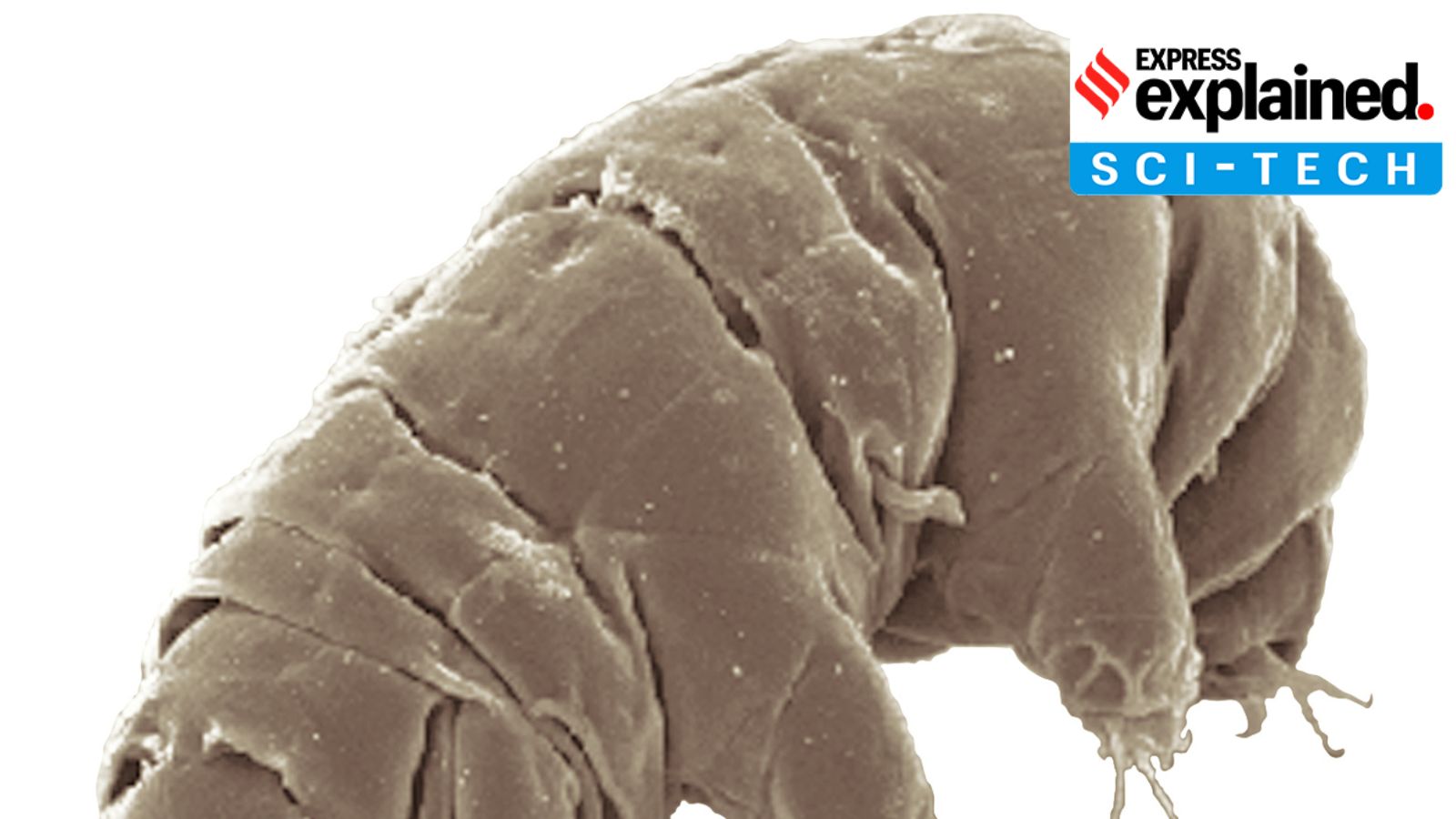 tardigrades