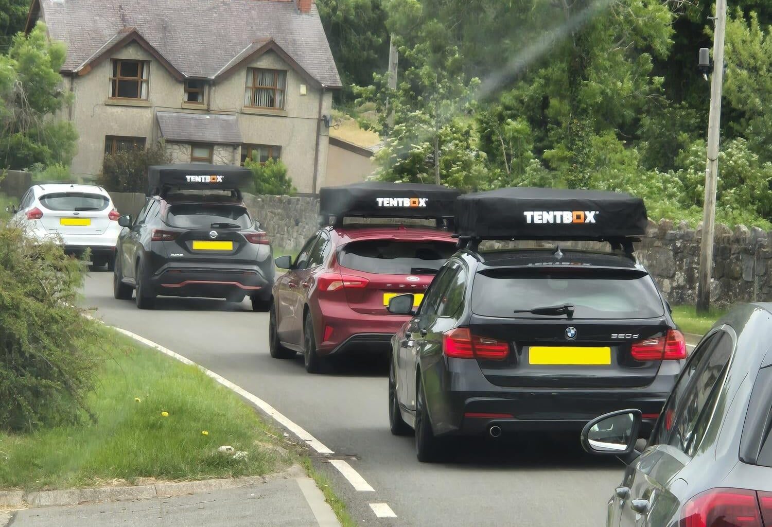 Beautiful. Spotted this family of Tentboxes migrating back to the suburbs