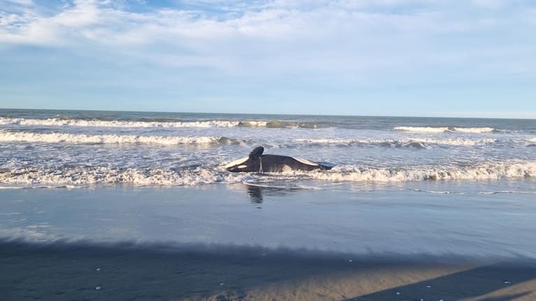 The orca was found in the shallows north of Waimairi.