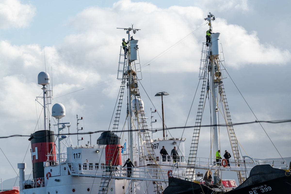 British activist facing jail in Iceland after protesting against whale hunting 