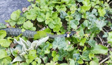 Neuen Gartenbewohner entdeckt