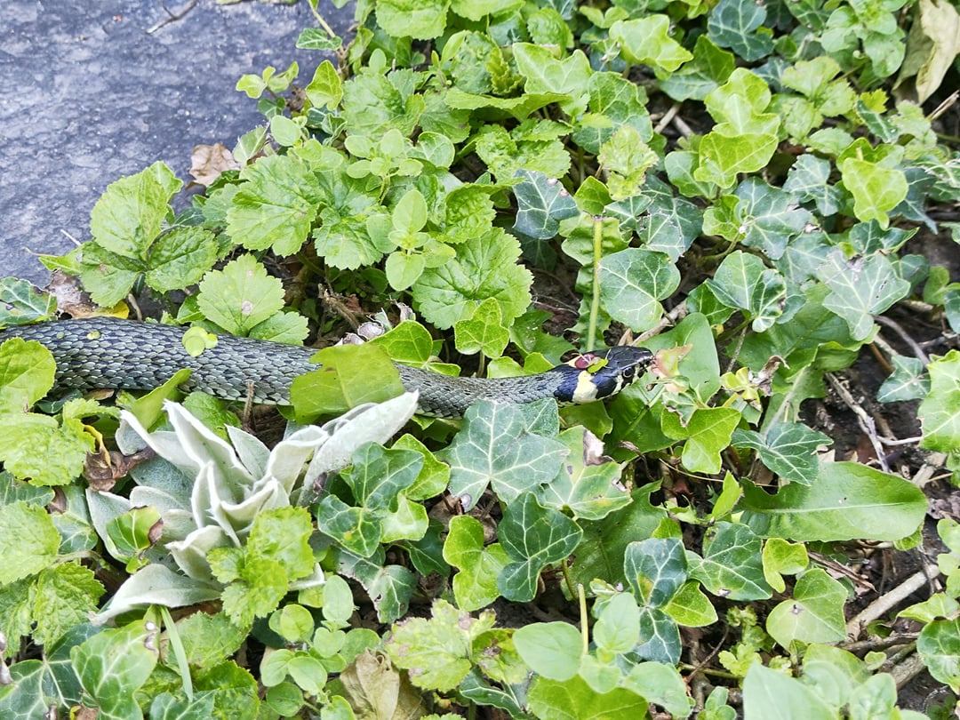 Neuen Gartenbewohner entdeckt