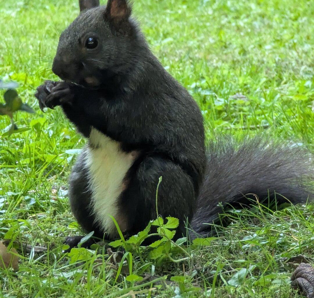 Eichhörnchen beim Jausnen